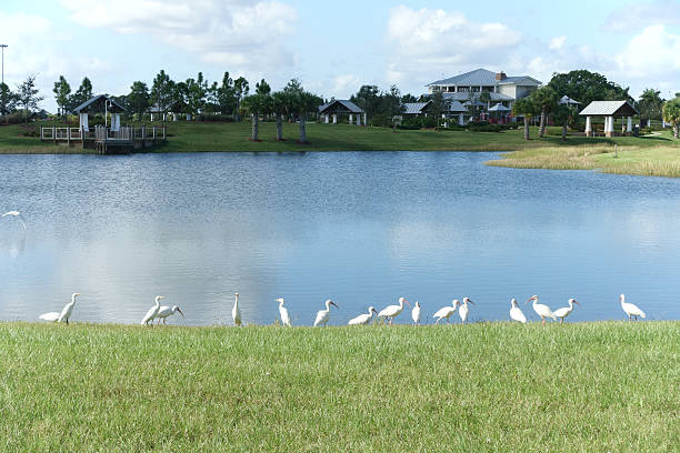 Florida white ibis birds near pond at park