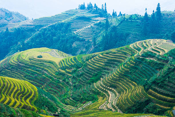 istock Longsheng Rice Terraces in China 511656098