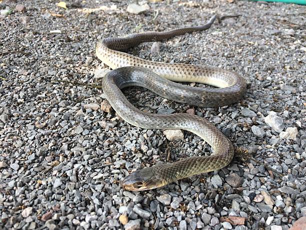 cobra morre - fittest imagens e fotografias de stock