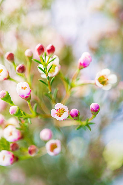 istock Delicate and beautiful fresh waxflowers 511657392