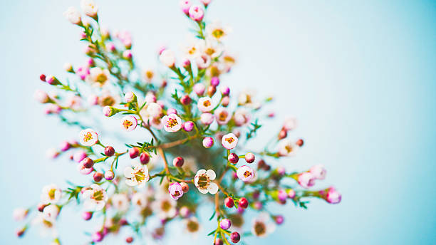 istock Delicate and beautiful fresh waxflowers against blue background 511657442