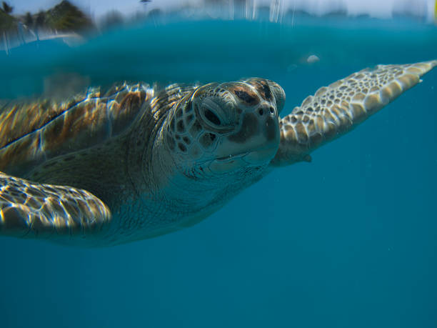 Sea Turtle stock photo