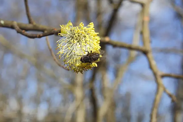 This fly pollinates a flower on a tree branch. 