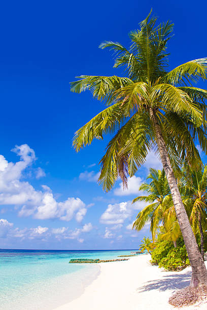 istock Velaa Private Island, The Maldives, Perfect Honeymoon Destination 511658218