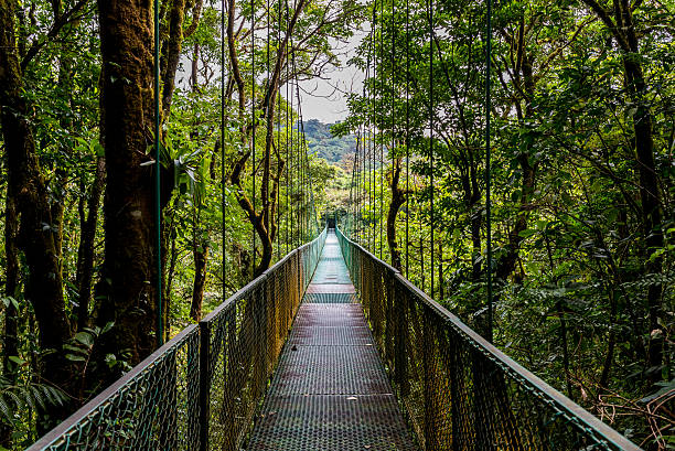 istock Hanging Bridges in Cloudforest - Costa Rica 511658618