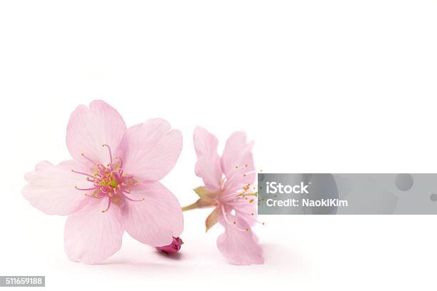 Photo libre de droit de Fleurs De Cerisier Japonais En Fleurs Au Blanc banque d'images et plus d'images libres de droit de Fleur de cerisier - Fleur de cerisier, Objet ou sujet détouré, Un seul objet