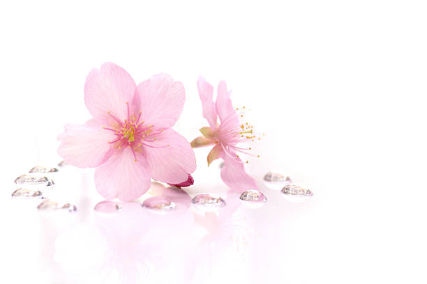 Japanese cherry blossom flowers and the dew drops background