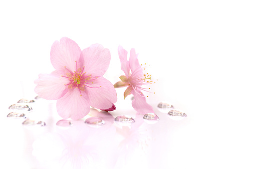 Japanese cherry blossom flowers and the dew drops background