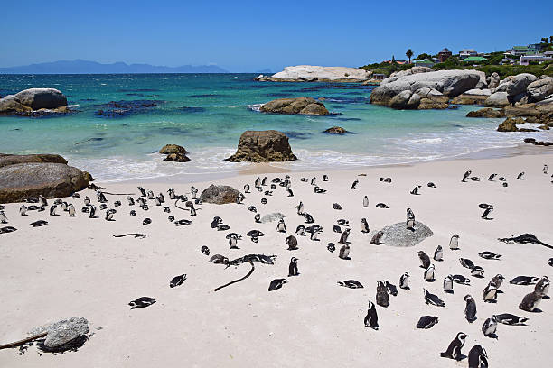 istock Boulders Beach, South Africa (Penguin Beach) 511659960