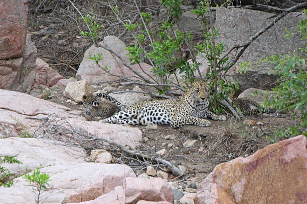 istock Leopard Family Playing in Kruger National Park 511660024