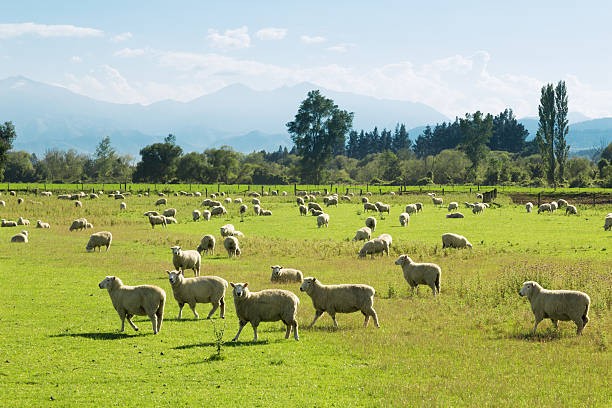 istock beautiful meadow with sheep in blue sky 511661100