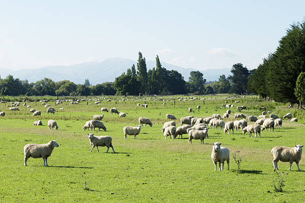 istock beautiful meadow with sheep in blue sky 511661242