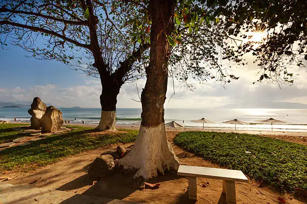old tropical almond tree on the beach NhaTrang city, alongside parasols for people who swimming on the sea
