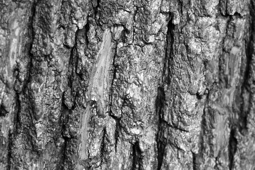 Detail of the texture of the bark of a maple tree.