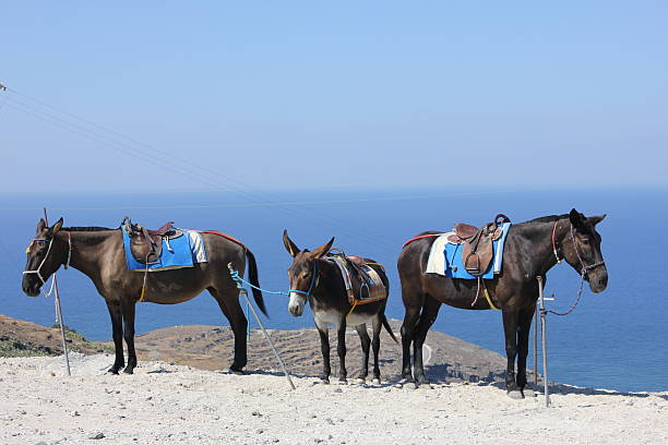 Donkey and two horses