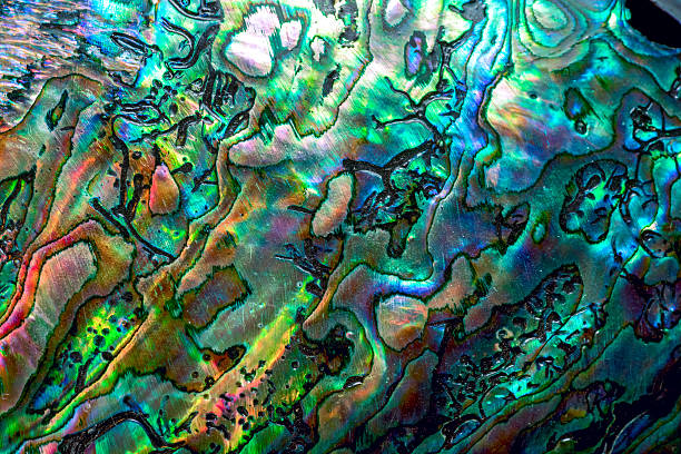 istock luxury background of blue abalone pearl shell. 511664372