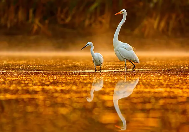 Great and little egrets in golden pond.