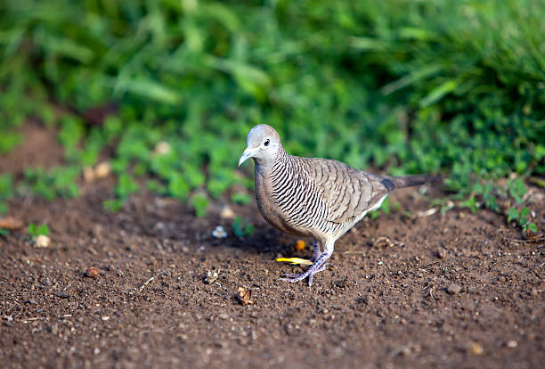 istock Gray bird. Tahiti 511664818