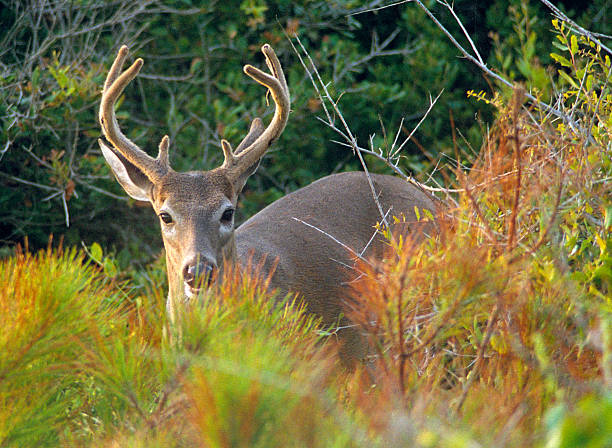 Male Deer in Dune Brush on Kiawah Island, South Carolina A buck makes his way among the dune vegetation, concealed from the beach and the boardwalk along the edge of Kiawah Island Resort, South Carolina. kiawah island stock pictures, royalty-free photos & images