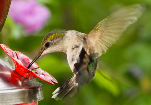 Female Ruby-throated Hummingbird Showing Patience At Feeder While Fattening For Migration