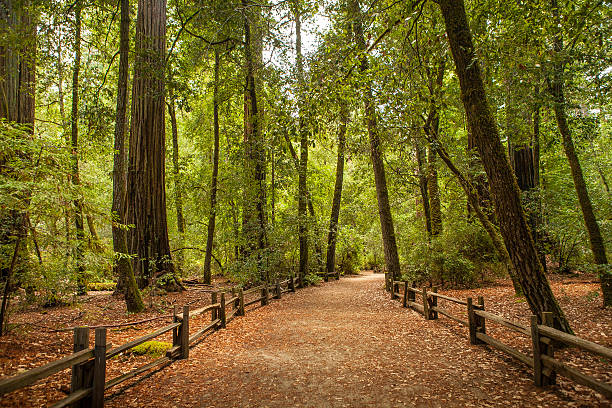 istock The Redwood Nature Trail, Big Basin State Park 511665280