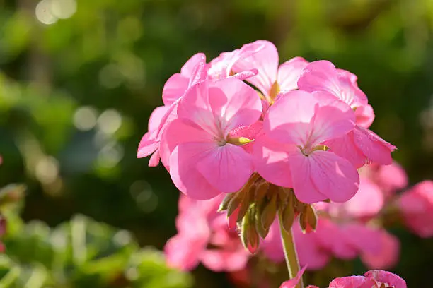 Pink geraniums in the morning