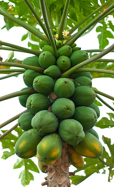 istock Papaya tree with bunch of fruits 511665759