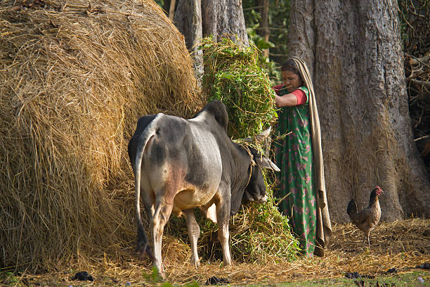 scène non urbaine dans terai, népal - non urban scene photos et images de collection