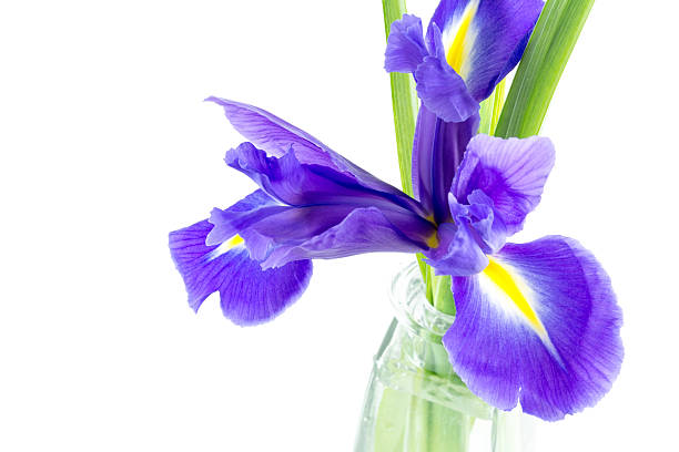 istock flowers blue purple irises with leaves isolated 511666574