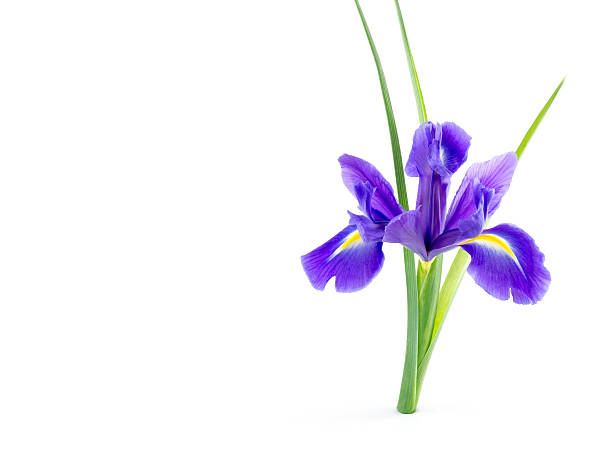 istock flowers blue purple irises with leaves isolated 511666644