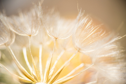 Macro capture of a dandelion seed with soft focus on the seed heads.