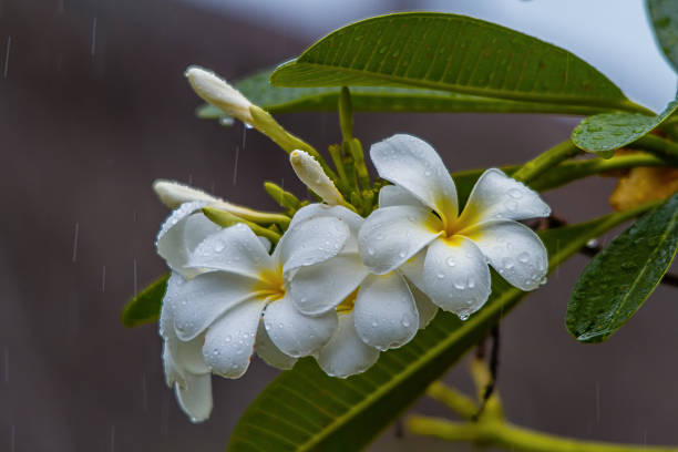 Frangipani stock photo