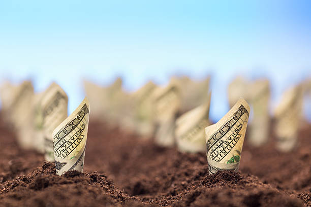 istock American dollars grow from the ground 511667131