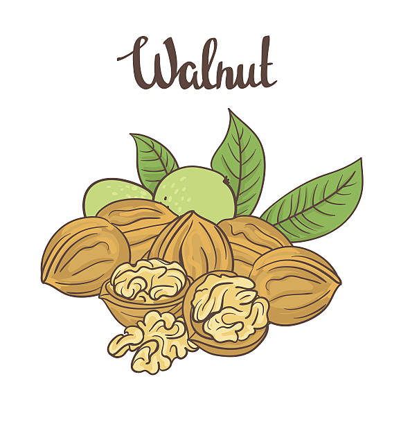 illustrations, cliparts, dessins animés et icônes de noix isolé sur fond blanc. - walnut nut isolated white background