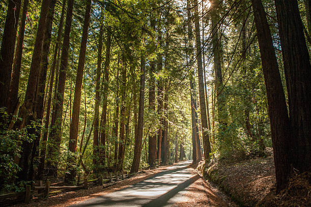 Narrow Park Road Through Redwood Trees, Big Basin State Park stock photo