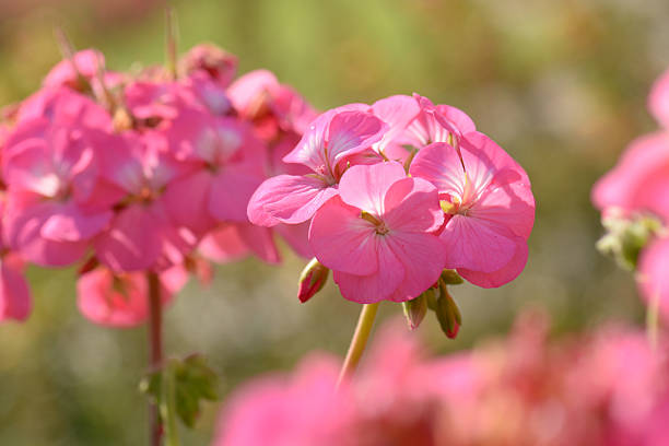 istock Pink geraniums in the morning 511668296