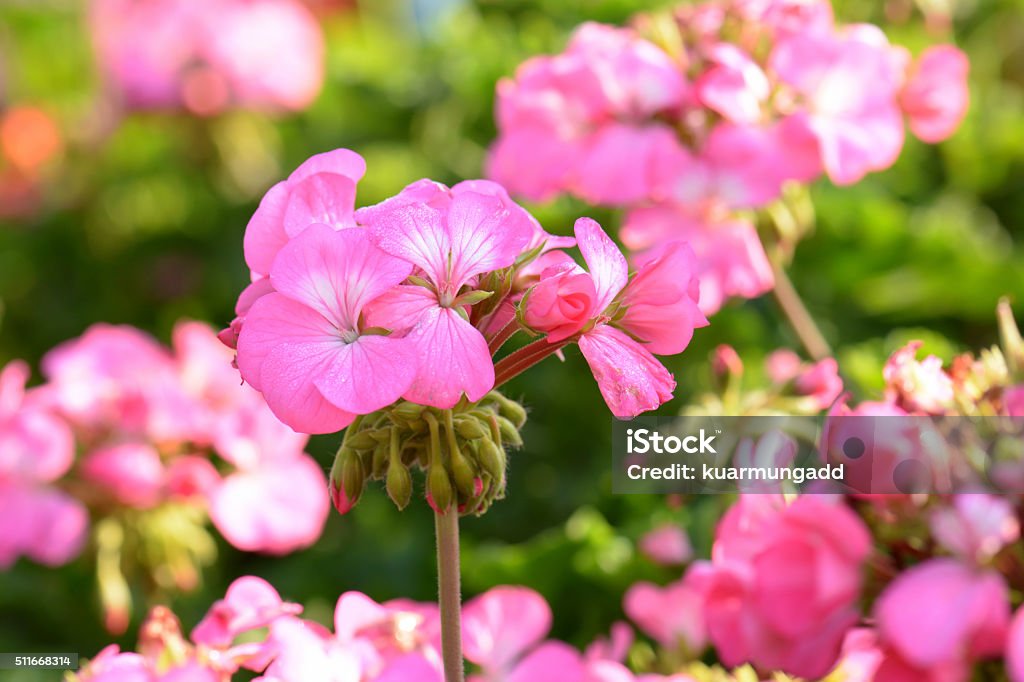 Pink geraniums in the morning Close-up Stock Photo