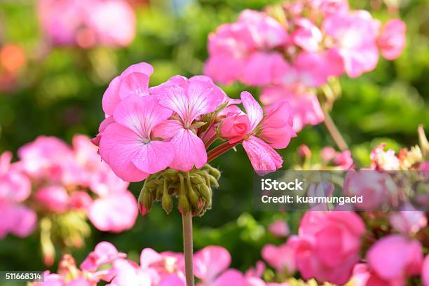 Pink Geraniums In The Morning Stock Photo - Download Image Now - Close-up, Cranesbill, Flower Head
