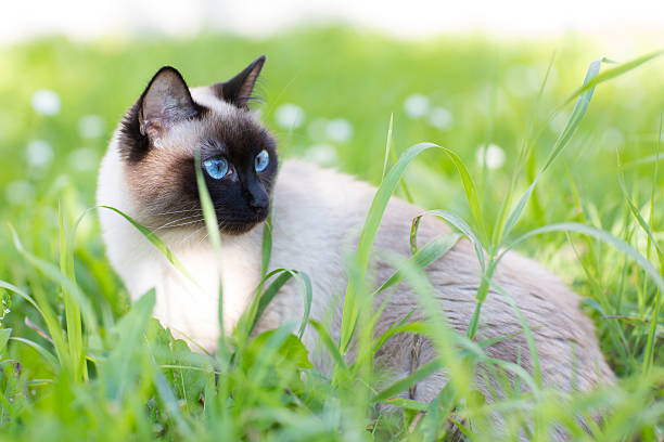 istock Siamese cat in the grass with blue eyes 511669480