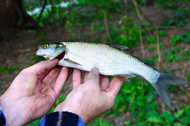 istock Asp (Aspius aspius) Fish in hand fisherman closeup 511669620
