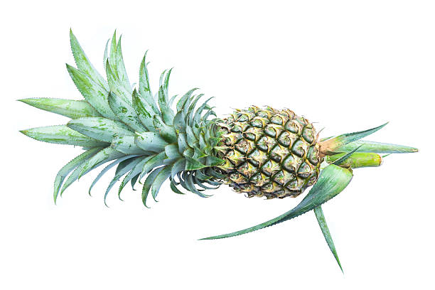 ananas wyizolowany na białym tle - pineapple sour taste full tropical climate zdjęcia i obrazy z banku zdjęć