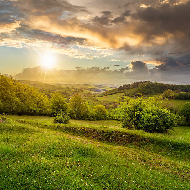istock trees near valley in mountains  on hillsideat sunset 511670471