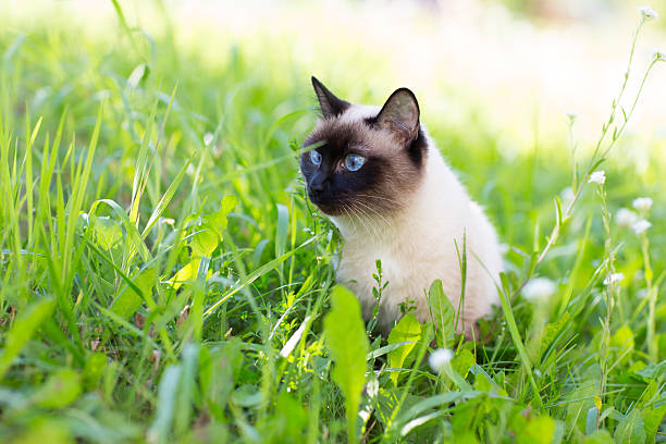 istock Siamese cat in the grass with blue eyes 511670474