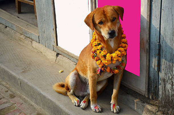 istock Kukur Tihar or Kukur Puja in Tihar Deepawali festiva 511671091
