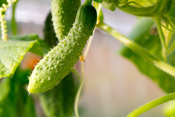 istock Cucumber with pimples growing in the garden 511674408