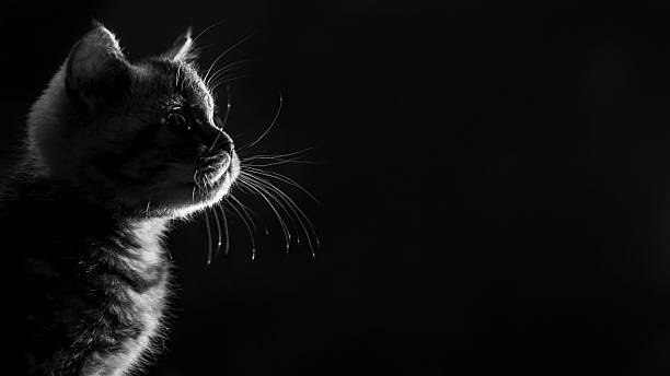 istock portrait marble tabby Scottish straight kitten . Black and white 511677904