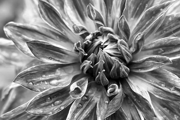 istock rain drops on dahlia flower's petal 511677922