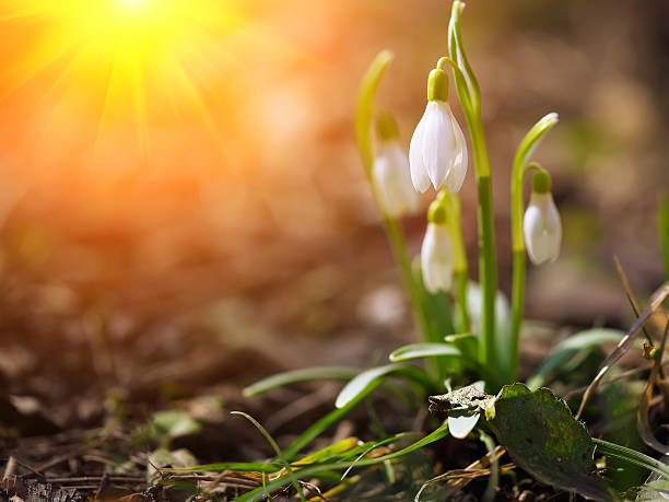 istock Spring snowdrop flowers blooming in sunny day 511679584