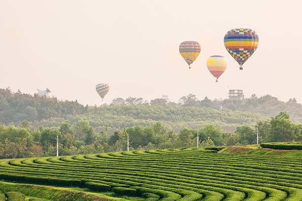 istock Flying hot air balloon over the mountains and tea plantation 511680140