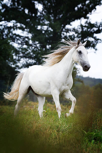 istock beautiful arabian horse lipizzaner running in nature 511706249